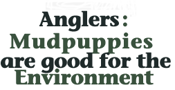  Anglers asked to release Mudpuppies back into the water this ice fishing season