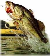 jumping bass