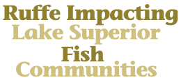 Ruffe Impacting Lake Superior Fish Communities