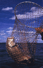  Trout with net