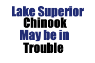 Lake Superior Chinook may be in trouble 