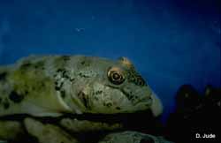 round goby