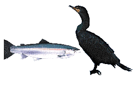  teaming together to protect steelhead  stocked in the Oswego River 