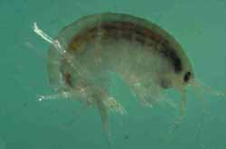 amphipod