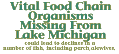 Vital Organisims missing from food chain 