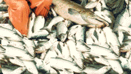 salmon harvest