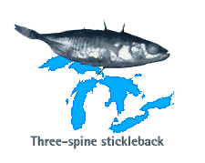 three spine stickleback