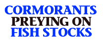 Commorants preying on fish stocks