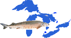 sturgeon