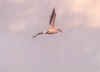 Birds-10.jpg (53390 bytes)