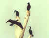 Birds-12.jpg (52076 bytes)