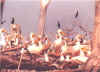 Birds-1.jpg (22595 bytes)
