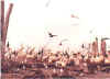 Birds-3.JPG (20089 bytes)