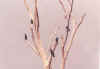 Birds9.jpg (70605 bytes)