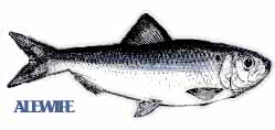 Alewife