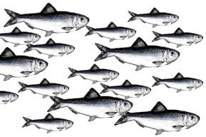 alewives