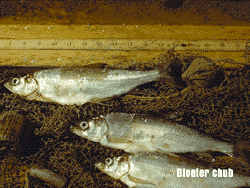  bloater chub
