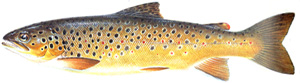 Brown Trout