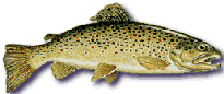 brown trout