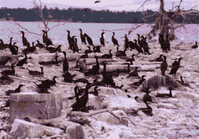 cormorants on Little Galloo Island, NY