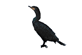 cormorant.gif