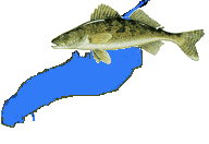 walleye on Lake Erie!