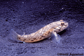 round goby