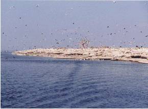 island~2.jpg-60K