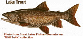 lake trout