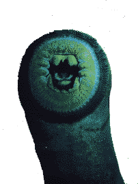 lamprey