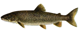Lake Trout