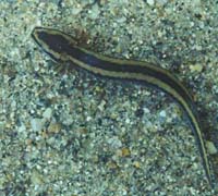  mudpuppy