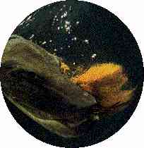 Muskie