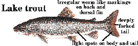 CLICK HERE FOR LARGER GRAPHIC-graphics/nz~lktr.gif - 12K graphics file