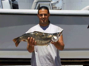 RECORD BROOK TROUT
