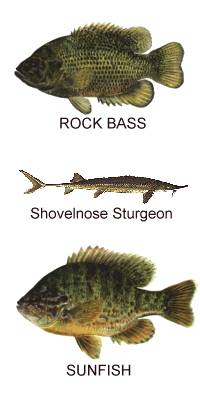 fish graphic