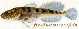 freshwater sculpin gif image