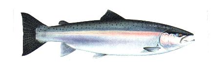 steelhead