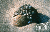 Zebra Mussel