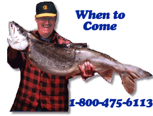 Skamania Steelhead