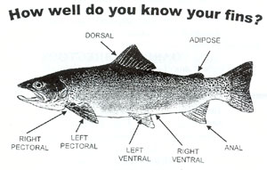 Michigan Fish Identification Chart