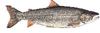 lake trout