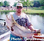 brown trout